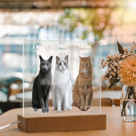 Acrylic Led lit Plaque of a Guilty Cat Trio Any time Gift for Cat Owners/lovers
