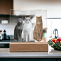 Acrylic Led lit Plaque of a Guilty Cat Trio Any time Gift for Cat Owners/lovers